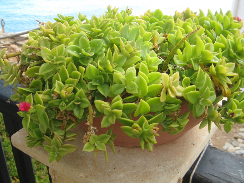 Coral Front Beach Káto Zákros Екстериор снимка
